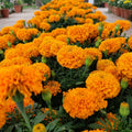 CrackerJack Marigold Seeds | Heirloom Tagetes erecta | Vibrant Mix of Yellow, Orange & Red Blooms | Garden Flower Seeds