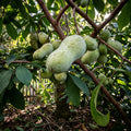 Paw Paw Tree Seeds - Grafted Cultivars Pack - Asimina triloba - Peat Packed for Easy Growing