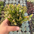 Fresh Rhipsalis Prismatic Cuttings – Rare Orchid Cactus Succulent for Indoor Plant Decor, Epiphytic, Cascading Growth
