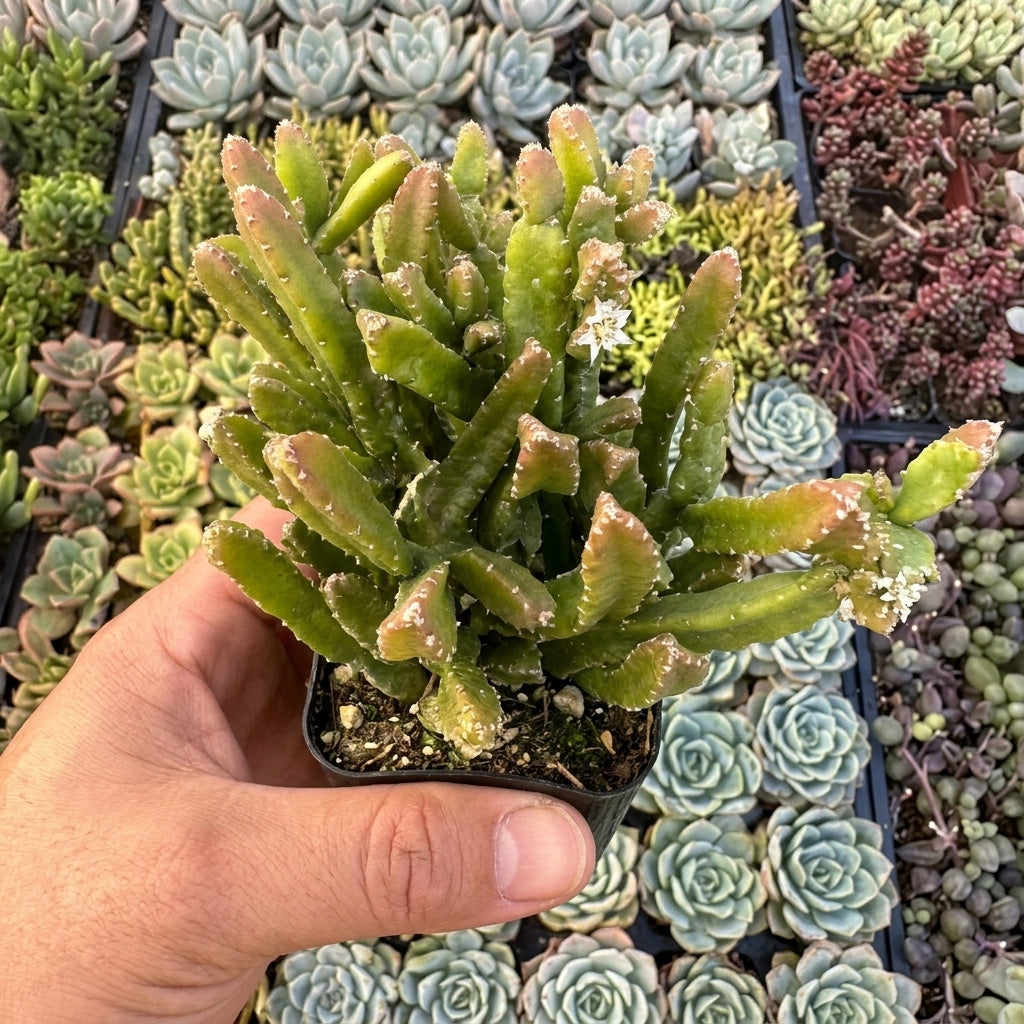 Fresh Rhipsalis Prismatic Cuttings – Rare Orchid Cactus Succulent for Indoor Plant Decor, Epiphytic, Cascading Growth