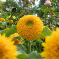 Giant Teddy Bear Sunflower Seeds – Non-GMO, Heirloom, 700+ Helianthus annuus Planting Seeds for Large Blooms