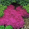 Red Creeping Thyme Seeds - 20,000+ Non-GMO Perennial Ground Cover - Thymus serpyllum - Drought Tolerant, Fragrant, Pollinator Attracting