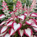 15 Pcs Rare Caladium Hosta Flower Seeds | Indoor & Outdoor Perennial Plant Seeds | Hosta spp.