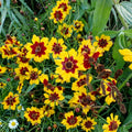 Plains Coreopsis Seeds | Non-GMO Wildflower Variety | Coreopsis tinctoria | Bulk Seed Pack for Gardens & Meadows