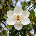 Southern Magnolia Seeds - 50 Hand-Picked Magnolia Grandiflora Seeds for Garden, Landscape & Pollinator Attraction