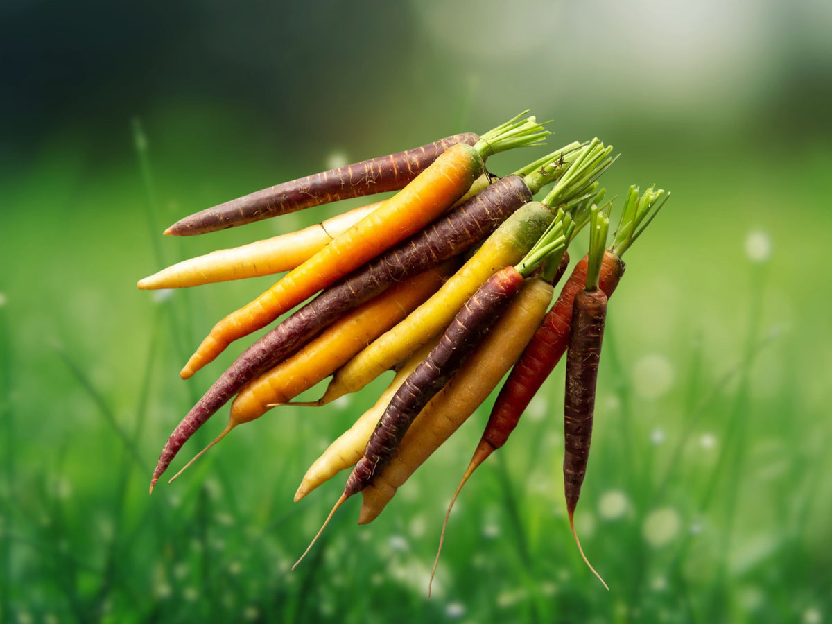 25-35 Seeds Rainbow Carrot Heirloom Non-GMO Open Pollinated Multicolor Root Vegetable