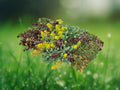 100+ Seeds Mixed Sedum Heirloom Succulent Groundcover Easy Grow Drought Tolerant Perennial Blooms Rock Garden Patio Container