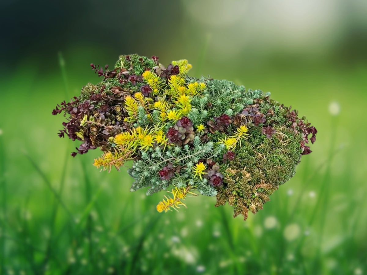 100+ Seeds Mixed Sedum Heirloom Succulent Groundcover Easy Grow Drought Tolerant Perennial Blooms Rock Garden Patio Container