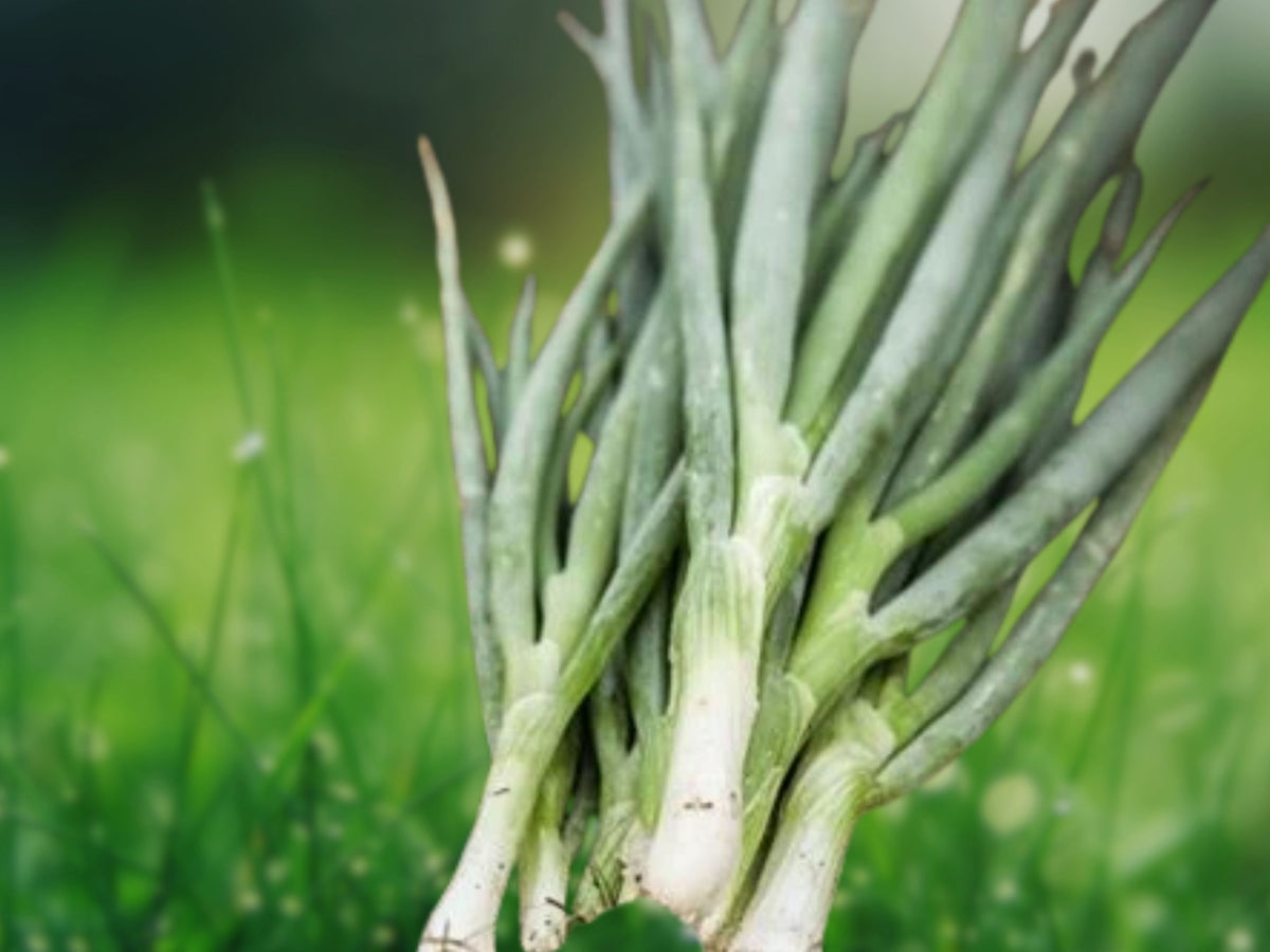 25-35 Seeds Evergreen Bunching Onion Perennial