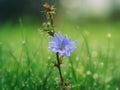 200 Chicory Seeds Italian Dandelion Heirloom Non-GMO Edible Greens Blue Flowers Cold Hardy