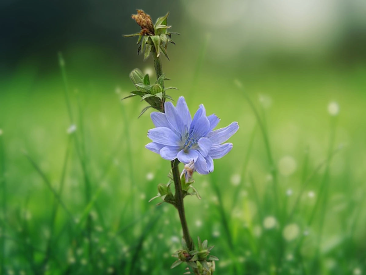 200 Chicory Seeds Italian Dandelion Heirloom Non-GMO Edible Greens Blue Flowers Cold Hardy