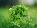 25+ Seeds Cilantro Split Leisure Coriander Herb Edible Leaves Easy Grow Kitchen Garden Patio Container