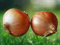 200+ Seeds Texas Early Grano Onion Heirloom Sweet Bulb Vegetable Open-Pollinated
