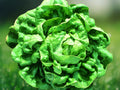 100 Seeds Lettuce Buttercrunch Heirloom Non-GMO Bibb Butterhead