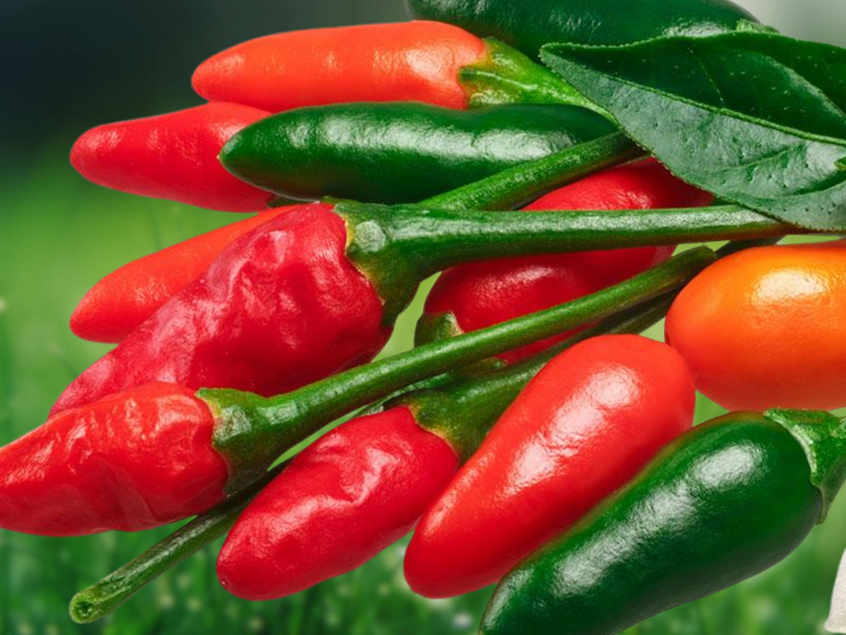 50+ Seeds Pequin Chili Pepper Heirloom Non GMO Extra Hot Vegetable Easy Grow Compact Plant Patio Container Garden