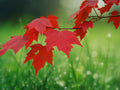 25 Seeds Red Maple Acer rubrum Hardy Shade Tree Fast Growing Ornamental Fall Color Landscape Heirloom
