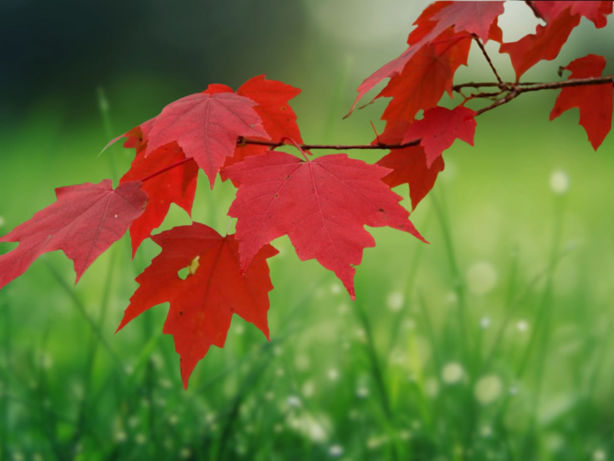 25 Seeds Red Maple Acer rubrum Hardy Shade Tree Fast Growing Ornamental Fall Color Landscape Heirloom