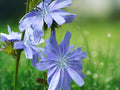 250+ Seeds Chicory Italian Dandelion Heirloom Non-GMO Leafy Vegetable for Salad