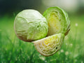 300 Seeds All Seasons Cabbage Vegetable Seeds for Planting Culinary Garden