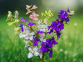 200+ Seeds Larkspur Rocket Mix Purple White Heirloom Annual Wildflower Easy Grow Pollinator Friendly Cottage Garden Border Blooms