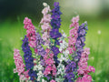 200 Seeds Rocket Larkspur Delphinium Ajacis Heirloom Annual Wildflower Tall Spikes Pollinator Friendly