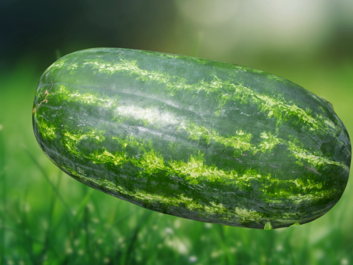 5 Seeds Giant Jubilee Watermelon Heirloom Non GMO Sweet Large Melon Easy Grow