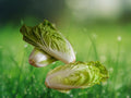 50+ Seeds Napa Michihili Cabbage Heirloom Non-GMO Chinese Cabbage for Stir Fry Kimchi