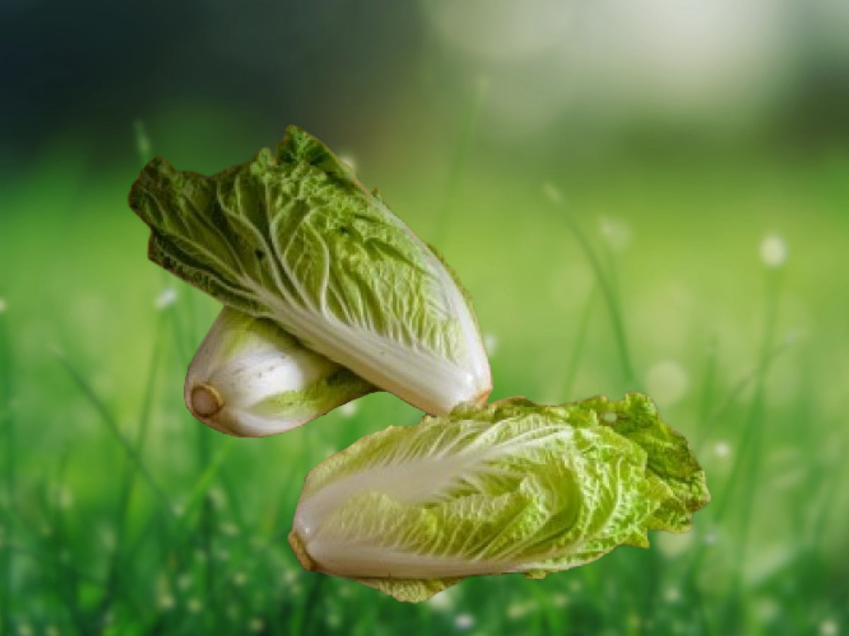 50+ Seeds Napa Michihili Cabbage Heirloom Non-GMO Chinese Cabbage for Stir Fry Kimchi