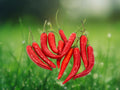 30 Seeds Thai Hot Pepper Heirloom Spicy Chili Non-GMO Garden Plant