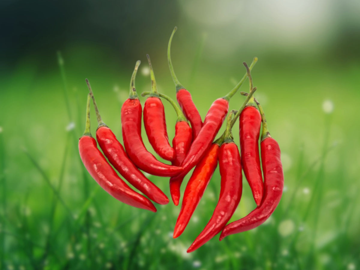 30 Seeds Thai Hot Pepper Heirloom Spicy Chili Non-GMO Garden Plant