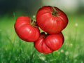 50 Seeds Beefsteak Tomato Heirloom Slicing Non-GMO