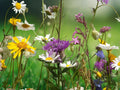 35+ Seeds Late Bloomer Wildflower Mix Autumn Flowers Heirloom Non GMO Easy Grow Pollinator Friendly Cottage Garden