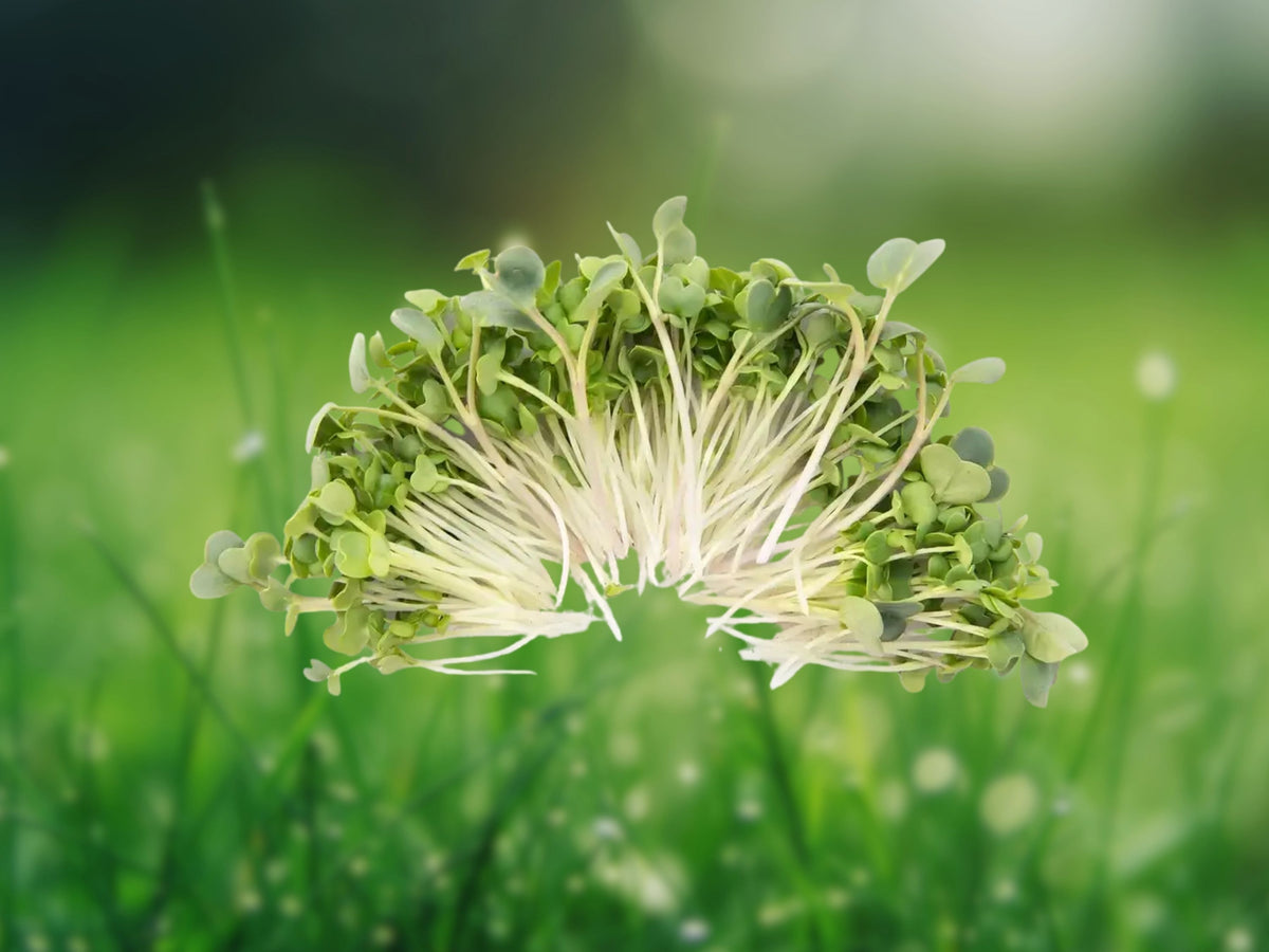250 Seeds Broccoli Microgreen Organic Non-GMO Heirloom Fast Sprouting Edible Greens Indoor Garden