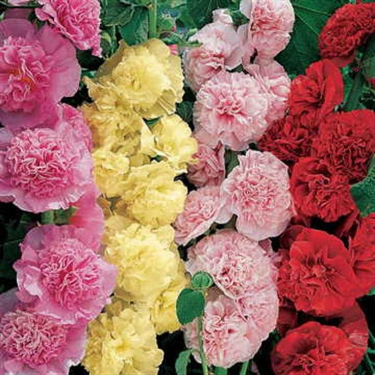 Summer Carnival Mix Hollyhock Seeds | Double Blooms in Red, Pink, Yellow, White | 4-7 ft Tall | USDA Zones 3-8 |