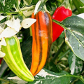 Fish Pepper Seeds | Heirloom, Non-GMO | Medium-Hot 5,000-30,000 Scoville | Variegated | 80 Days | USDA Zones 4-10 |
