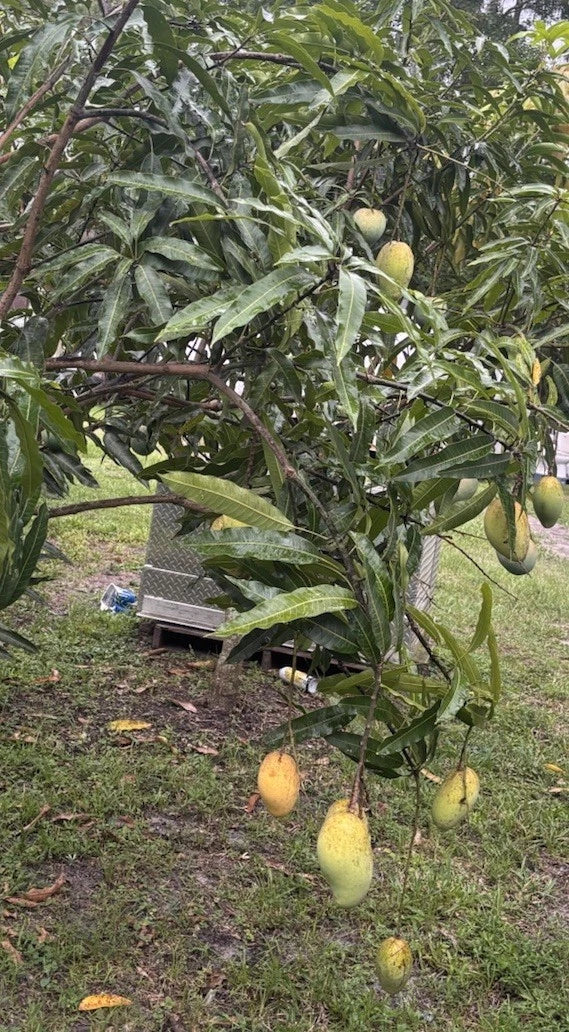 Mango Grafting Cuttings - 3 Bud Wood for Propagation - Venus Variety - Mangifera indica