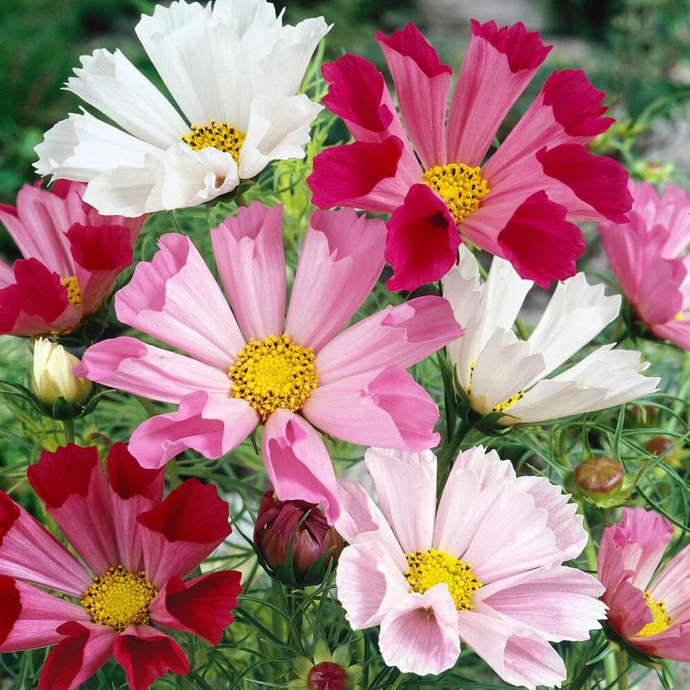 Cosmos Seeds - Sea Shell Variety - Flowering Garden Seeds - Cosmos bipinnatus - Annual, Vibrant, Easy to Grow