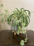 Rare Curly Spider Plant Pups - 3 Live Rooted Cuttings in Water - Chlorophytum comosum 'Bonnie' - Indoor Houseplant