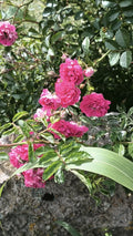 Pink Seven Sisters Climbing Rose Cuttings, No Roots, 6 Inch Rosa multiflora Garden Propagation