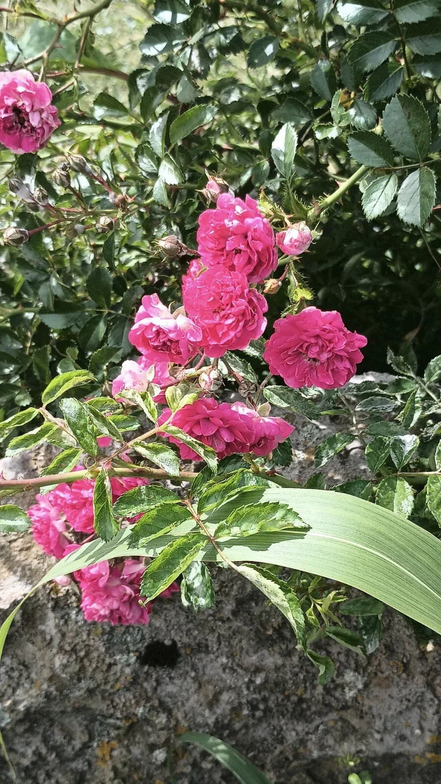 Pink Seven Sisters Climbing Rose Cuttings, No Roots, 6 Inch Rosa multiflora Garden Propagation