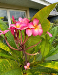 Plumeria Cutting | Tropical Flowering Plant | Frangipani | Plumeria spp.