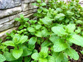 Mint Bare Root Plants - 10 Pack, Aromatic Herb Mentha spp., Culinary, Tea & Cocktail Use, USA Grown