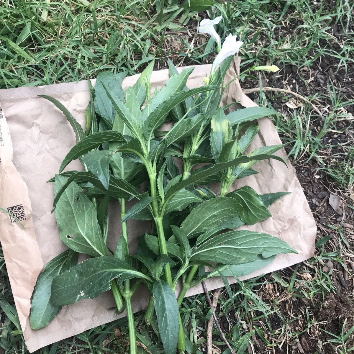 White Mexican Petunia Cuttings - 4 Live 6-8" Ruellia Tuberosa Rare Unrooted Plant Cuttings